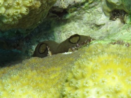 91 Tunicate ( ) IMG 3844